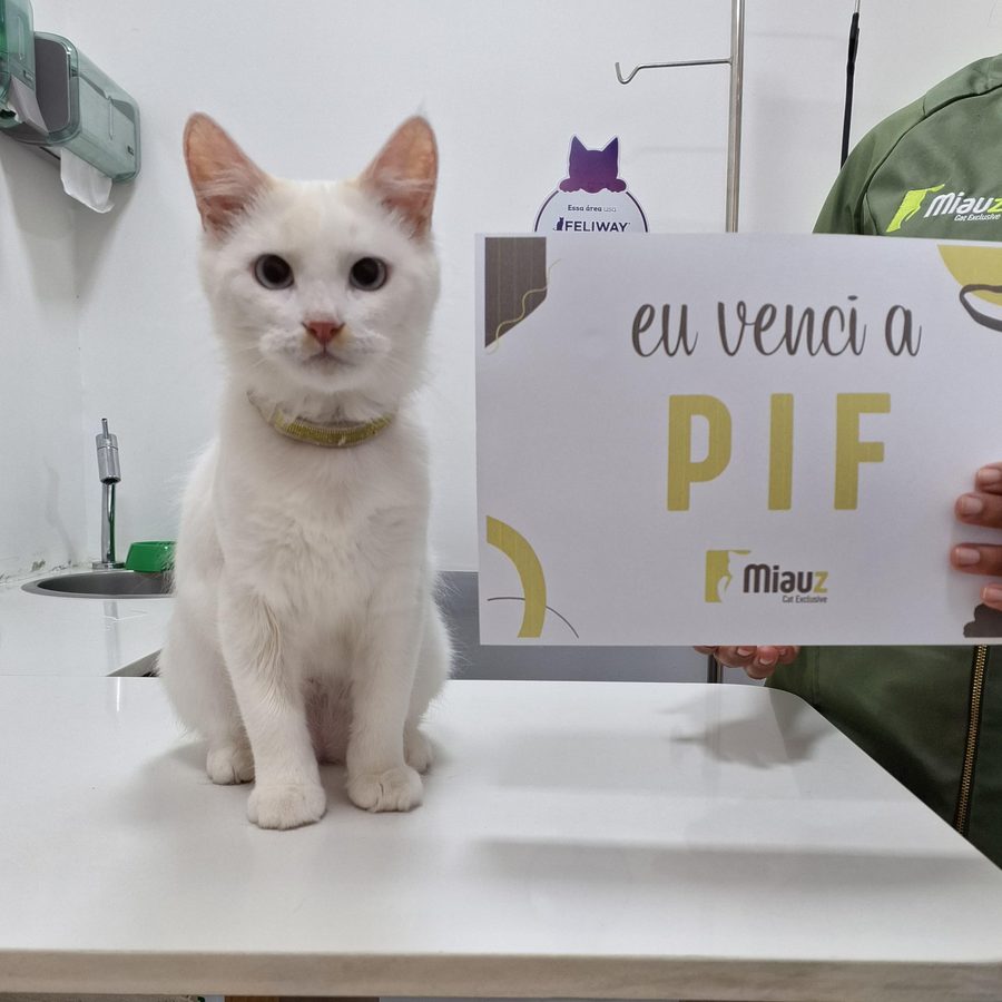 Gato que venceu a PIF, tratado no consultório da Miauz na Pituba