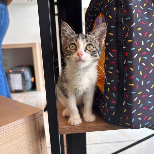 Filhote de gato no espaço da Miauz na Pituba