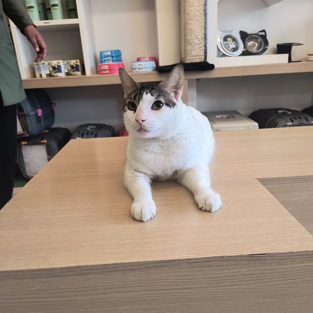 Gato deitado no balcão da loja da Miauz