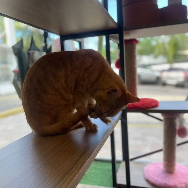 Gato descansando na prateleira alta junto à vitrine da Miauz