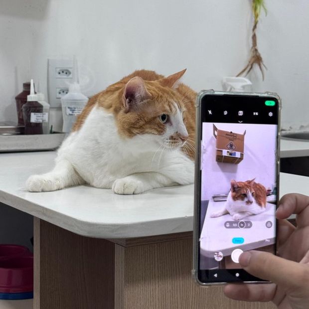 Gato sendo fotografado na mesa de atendimento da Miauz