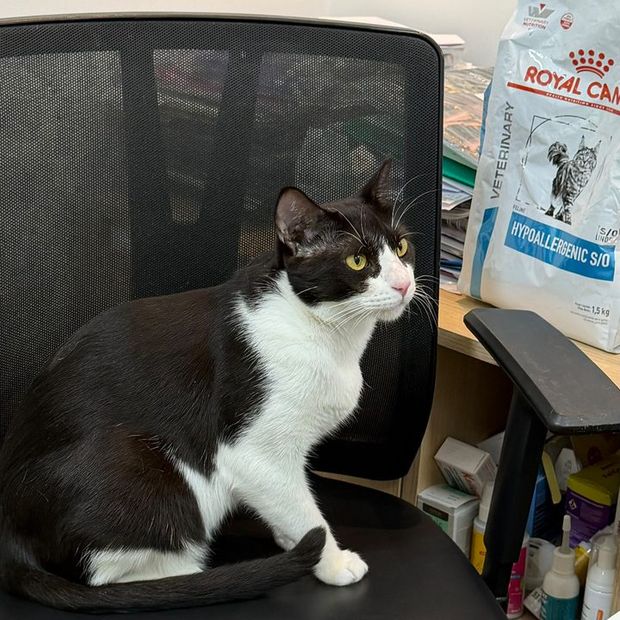 Gato sentado na cadeira do escritório da Miauz