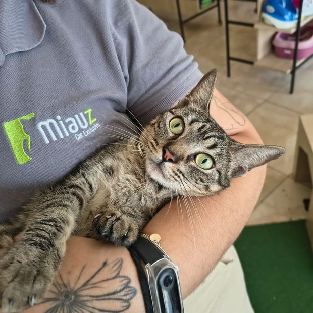 Parede com as fotos dos gatos clientes na espera da Miauz